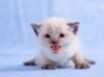 Tapety na plochu - White kitten