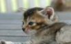 Tapety na plochu - Blue eyed kitten