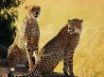 Tapety na plochu - Cheetah brothers