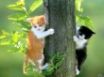 Tapety na plochu - Two Cats