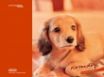 Tapety na plochu - Ninten orange dog