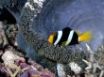 Tapety na plochu - Coral fish