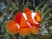 Tapety na plochu - White and orange fish