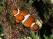 Tapety na plochu - Percula clownfish