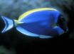 Tapety na plochu - Blue Fish