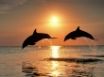 Tapety na plochu - Bottlenose Dolphins