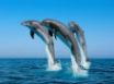 Tapety na plochu - Bottlenose Dolphins