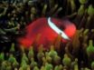 Tapety na plochu - Red Anemonefish