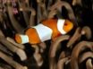 Tapety na plochu - Percula clownfish