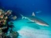 Tapety na plochu - Grey reef sharks