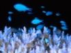Tapety na plochu - Blue damselfish