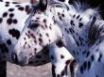 Tapety na plochu - Horse with spots