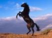 Tapety na plochu - Rising horse