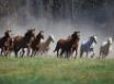 Tapety na plochu - Horses running