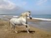 Tapety na plochu - Horse on sand