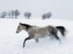 Tapety na plochu - Horse in the snow