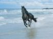 Tapety na plochu - Black horse and sea