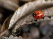 Tapety na plochu - Small ladybug