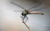 Tapety na plochu - Macro on a dragon fly