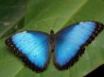 Tapety na plochu - Blue Butterfly