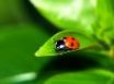 Tapety na plochu - Ladybug on a leaf