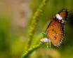 Tapety na plochu - Orange butterfly