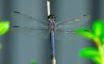 Tapety na plochu - Dragonfly on a stick