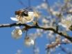 Tapety na plochu - Bee on Spring