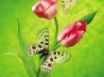 Tapety na plochu - Tulip Butterfly