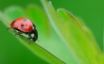 Tapety na plochu - Ladybug on leaf