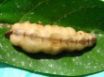 Tapety na plochu - Queen Termite