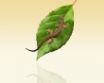 Tapety na plochu - Lizard and leaf