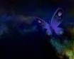 Tapety na plochu - Blue butterfly