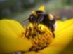 Tapety na plochu - Bee on yellow flower