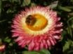Tapety na plochu - Bee on flower
