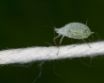 Tapety na plochu - Micro green bug