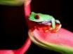 Tapety na plochu - Green little frog