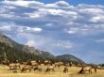 Tapety na plochu - Elk herd