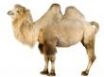 Tapety na plochu - Camel on white