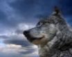 Tapety na plochu - Portrait of a wolf