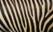 Tapety na plochu - Zebra stripes