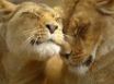 Tapety na plochu - Lion affection