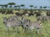 Tapety na plochu - Zebras looking