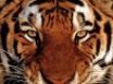 Tapety na plochu - Tiger portrait