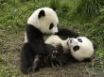 Tapety na plochu - Pandas playing