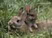 Tapety na plochu - Cute rabbits