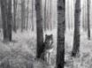 Tapety na plochu - Stalking wolf