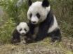 Tapety na plochu - Panda and cub