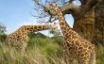 Tapety na plochu - Two giraffes