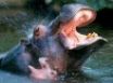 Tapety na plochu - Bathing hippos